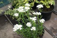 Лот: 9675575. Фото: 2. Иберис вечнозелёный (Iberis sempervirens... Семена, рассада, садовые растения