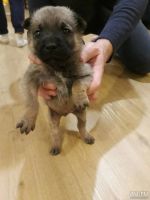 Лот: 7966003. Фото: 3. Щенки на охрану загородного дома. Растения и животные