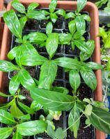 Лот: 16766064. Фото: 2. Кубанола доминиканская. Комнатные растения и уход