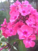 Лот: 4476529. Фото: 2. Флокс метельчатый "Orange Perfect... Семена, рассада, садовые растения