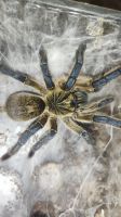 Лот: 20738747. Фото: 7. Harpactira pulchripes (Харпактира...