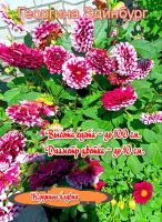 Лот: 25081355. Фото: 2. Георгины, хризантемы. Семена, рассада, садовые растения