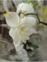 Лот: 13332097. Фото: 5. Тюльпаны, Raffaello, букеты, с...