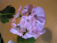 Лот: 1667257. Фото: 2. Пеларгония зональная розовая. Комнатные растения и уход