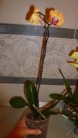 Лот: 5745263. Фото: 2. орхидея фаленопсис (Solid Gold... Комнатные растения и уход