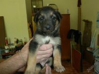 Лот: 1883180. Фото: 2. Щенки на охрану даром, разные... Животные и уход