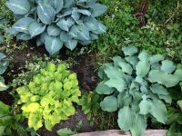 Лот: 13672205. Фото: 2. Хоста Скай Дэнсер (hosta Sky Dancer... Семена, рассада, садовые растения