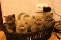 Лот: 4072946. Фото: 3. британские котята. Растения и животные