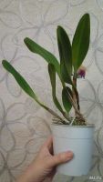 Лот: 8610658. Фото: 3. орхидея каттлея желтая с бледно-малиновой... Растения и животные
