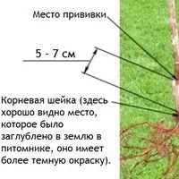 Лот: 17312455. Фото: 2. Уэлси яблоня. Семена, рассада, садовые растения