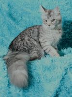 Лот: 20613589. Фото: 3. Шикарный котёнок мейн кун. Растения и животные