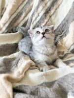 Лот: 11513275. Фото: 2. Шотландские котята, котятки прямоухие... Животные и уход