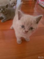 Лот: 10646552. Фото: 5. Котята британцы