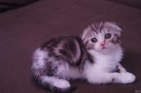 Лот: 13113539. Фото: 3. Шотландские мраморные и рыжие. Растения и животные