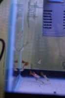Лот: 15920425. Фото: 4. Подростки гуппи. Красноярск
