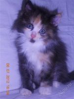 Лот: 1952649. Фото: 2. Котёнок трёхцветный. Животные и уход