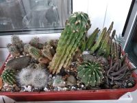 Лот: 16063817. Фото: 2. Микс кактусы + суккуленты. Комнатные растения и уход