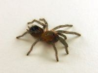 Лот: 7800741. Фото: 2. Brachypelma vagans Л1-Л3 (количество... Животные и уход