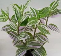 Лот: 17181695. Фото: 2. Традесканция ,,Fluminensis Variegata... Комнатные растения и уход