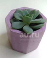 Лот: 21789796. Фото: 2. Суккуленты. Комнатные растения и уход