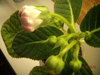 Лот: 5805170. Фото: 5. Глоксиния розовая махровая (цена-...