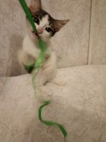 Лот: 19614312. Фото: 2. Котенок. Животные и уход