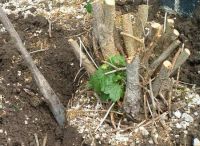 Лот: 11336242. Фото: 3. Спил деревьев , корчевание пней... Услуги