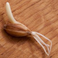 Лот: 8232237. Фото: 2. Ячмень для пивоваров и сыроедов. Продукты