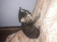 Лот: 12133665. Фото: 4. Подарю котёнка мальчик. Красноярск