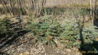 Лот: 7427293. Фото: 2. Саженцы Ель колючая (Picea pungens... Семена, рассада, садовые растения