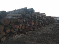 Лот: 14797044. Фото: 6. Лиственница кругляк