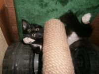 Лот: 3254701. Фото: 4. Подарю котенка!. Красноярск