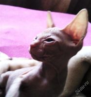 Лот: 1380305. Фото: 2. Котята Донские сфинксята. Животные и уход