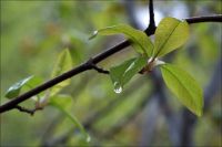 Лот: 7023223. Фото: 6. NIKON AF 50mm f/1.8D Nikkor ц...