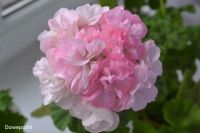 Лот: 5196697. Фото: 3. Зональная пеларгония " Dovepoint... Растения и животные