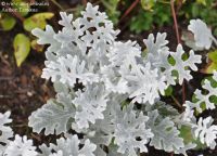 Лот: 7595425. Фото: 4. Рассада цветов для озеленения... Красноярск