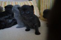 Лот: 3766365. Фото: 7. Британские котятки-медвежатки...