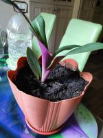 Лот: 25548498. Фото: 4. Традесканция рэо. Красноярск