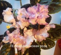 Лот: 16859079. Фото: 6. Фиалка сортовая ЛЕ Карусель, Коричная...