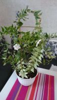 Лот: 7549752. Фото: 2. Хойя Белла молодое растение. Комнатные растения и уход