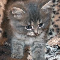 Лот: 11692237. Фото: 2. котёнок. Животные и уход