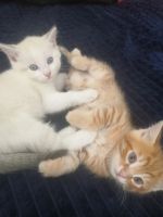 Лот: 17888307. Фото: 2. Котятки рыжие и белая. Животные и уход