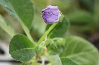 Лот: 3041474. Фото: 5. Глоксиния 5 (цветёт)