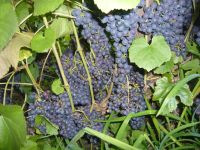 Лот: 6931516. Фото: 5. виноград плодоносящий, черный...