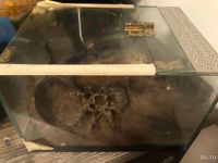 Лот: 18488469. Фото: 6. Паук птицеед Grammostola aureostriata...