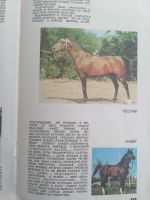 Лот: 20032257. Фото: 2. Арабские лошади на Ставрополье... Журналы, газеты, каталоги