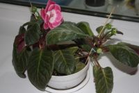 Лот: 4278448. Фото: 3. 2 махровые глоксинии в одном горшке... Растения и животные
