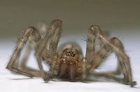 Лот: 3975910. Фото: 4. Макрообъектив olympus om zuiko...