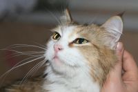 Лот: 6723818. Фото: 3. девочка 2месяца. Растения и животные