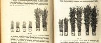 Лот: 17970076. Фото: 15. В.Палладин . Курс ботаники.* 1900...